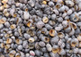 Zebra Nerite Seashells Black White Neritina Pulligera (approx. half cup 850 shells 0.25+ inches) Zebra Striped Nerite Shells for jewelry!