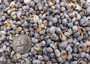 Zebra Nerite Seashells Black White Stripes (approx. half cup +/-850 shells 0.25+ inches) Striped Vitta Zebra Nerite shells for jewelry & art
