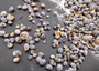 Zebra Nerite Seashells Black White Stripes (approx. half cup +/-850 shells 0.25+ inches) Striped Vitta Zebra Nerite shells for jewelry & art