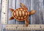 Sea Turtle Figurine Brown Wood Style (1 turtle approx. 5+ inches) Resin Sea Turtle Figure for coastal beach home display & decoration! Copyright 2025 SeaShellSupply.com.\n
