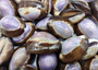 Purple Top Serpent Head Cowrie Shells (10 pcs.) - Cypraea Caputserpentis. Multiple purple and white shells rimmed with brown in a pile. Copyright 2025 SeaShellSupply.com.
