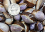 Purple Top Serpent Head Cowrie Shells (10 pcs.) - Cypraea Caputserpentis. Multiple purple and white shells rimmed with brown in a pile. Copyright 2025 SeaShellSupply.com.