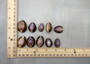 Purple Top Serpent Head Cowrie Shells (10 pcs.) - Cypraea Caputserpentis. Multiple purple and white shells rimmed with brown in a pile. Copyright 2025 SeaShellSupply.com.