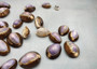 Purple Top Serpent Head Cowrie Shells (10 pcs.) - Cypraea Caputserpentis. Multiple purple and white shells rimmed with brown in a pile. Copyright 2025 SeaShellSupply.com.