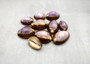 Purple Top Serpent Head Cowrie Shells (10 pcs.) - Cypraea Caputserpentis. Multiple purple and white shells rimmed with brown in a pile. Copyright 2025 SeaShellSupply.com.