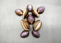 Purple Top Serpent Head Cowrie Shells (10 pcs.) - Cypraea Caputserpentis. Multiple purple and white shells rimmed with brown in a pile. Copyright 2025 SeaShellSupply.com.