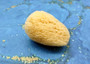 Natural Yellow Sea Sponges Axinyssa Sea Sponge (5 sponges approx. 2.25+ inches) Safe Real Sea Sponges for exfoliating painting & cleaning! Copyright 2025 SeaShellSupply.com.