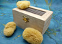 Natural Yellow Sea Sponges Axinyssa Sea Sponge (5 sponges approx. 2.25+ inches) Safe Real Sea Sponges for exfoliating painting & cleaning! Copyright 2025 SeaShellSupply.com.