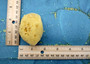 Natural Yellow Sea Sponges Axinyssa Sea Sponge (5 sponges approx. 2.25+ inches) Safe Real Sea Sponges for exfoliating painting & cleaning! Copyright 2025 SeaShellSupply.com.