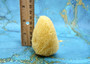 Natural Yellow Sea Sponges Axinyssa Sea Sponge (5 sponges approx. 2.25+ inches) Safe Real Sea Sponges for exfoliating painting & cleaning! Copyright 2025 SeaShellSupply.com.