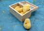 Natural Yellow Sea Sponges Axinyssa Sea Sponge (5 sponges approx. 2.25+ inches) Safe Real Sea Sponges for exfoliating painting & cleaning! Copyright 2025 SeaShellSupply.com.