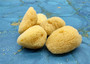 Natural Yellow Sea Sponges Axinyssa Sea Sponge (5 sponges approx. 2.25+ inches) Safe Real Sea Sponges for exfoliating painting & cleaning! Copyright 2025 SeaShellSupply.com.