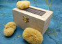 Natural Yellow Sea Sponges Axinyssa Sea Sponge (5 sponges approx. 2.25+ inches) Safe Real Sea Sponges for exfoliating painting & cleaning! Copyright 2025 SeaShellSupply.com.