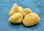Natural Yellow Sea Sponges Axinyssa Sea Sponge (5 sponges approx. 2.25+ inches) Safe Real Sea Sponges for exfoliating painting & cleaning! Copyright 2025 SeaShellSupply.com.