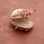 Pink Spiny Oyster Seashell Pair Spondylus Barbatus (1 shell pair approx. 2.25+ inches) B GRADE Rosy Thorny Oyster Shells for coastal decor! Copyright 2025 SeaShellSupply.com.