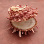 Pink Spiny Oyster Seashell Pair Spondylus Barbatus (1 shell pair approx. 2.25+ inches) B GRADE Rosy Thorny Oyster Shells for coastal decor! Copyright 2025 SeaShellSupply.com.