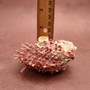 Pink Spiny Oyster Seashell Pair Spondylus Barbatus (1 shell pair approx. 2.25+ inches) B GRADE Rosy Thorny Oyster Shells for coastal decor! Copyright 2025 SeaShellSupply.com.