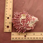 Pink Spiny Oyster Seashell Pair Spondylus Barbatus (1 shell pair approx. 2.25+ inches) B GRADE Rosy Thorny Oyster Shells for coastal decor!