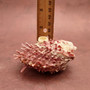 Pink Spiny Oyster Seashell Pair Spondylus Barbatus (1 shell pair approx. 2.25+ inches) B GRADE Rosy Thorny Oyster Shells for coastal decor!