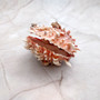 Large Spiny Oyster Seashell Pair Orange White Spondylus Barbatus (1 shell pair approx. 5+ inches) Thorny Oyster Shell for display & décor! Copyright 2025 SeaShellSupply.com.