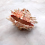 Large Spiny Oyster Seashell Pair Orange White Spondylus Barbatus (1 shell pair approx. 5+ inches) Thorny Oyster Shell for display & décor! Copyright 2025 SeaShellSupply.com.