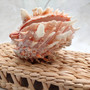 Large Spiny Oyster Seashell Pair Orange White Spondylus Barbatus (1 shell pair approx. 5+ inches) Thorny Oyster Shell for display & décor! Copyright 2025 SeaShellSupply.com.