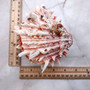 Large Spiny Oyster Seashell Pair Orange White Spondylus Barbatus (1 shell pair approx. 5+ inches) Thorny Oyster Shell for display & décor! Copyright 2025 SeaShellSupply.com.