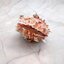 Large Spiny Oyster Seashell Pair Orange White Spondylus Barbatus (1 shell pair approx. 5+ inches) Thorny Oyster Shell for display & décor! Copyright 2025 SeaShellSupply.com.