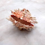 Large Spiny Oyster Seashell Pair Orange White Spondylus Barbatus (1 shell pair approx. 5+ inches) Thorny Oyster Shell for display & décor! Copyright 2025 SeaShellSupply.com.