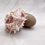 Large Spiny Oyster Seashell Pair Orange White Spondylus Barbatus (1 shell pair approx. 5+ inches) Thorny Oyster Shell for decor & display!  Copyright 2025 SeaShellSupply.com.
