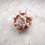 Large Spiny Oyster Seashell Pair Orange White Spondylus Barbatus (1 shell pair approx. 5+ inches) Thorny Oyster Shell for decor & display!  Copyright 2025 SeaShellSupply.com.
