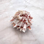 Large Spiny Oyster Seashell Pair Orange White Spondylus Barbatus (1 shell pair approx. 5+ inches) Thorny Oyster Shell for decor & display!  Copyright 2025 SeaShellSupply.com.\n