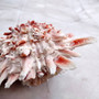 Large Spiny Oyster Seashell Pair Orange White Spondylus Barbatus (1 shell pair approx. 5+ inches) Thorny Oyster Shell for decor & display!  Copyright 2025 SeaShellSupply.com.\n