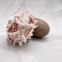 Large Spiny Oyster Seashell Pair Orange White Spondylus Barbatus (1 shell pair approx. 5+ inches) Thorny Oyster Shell for decor & display!  Copyright 2025 SeaShellSupply.com.\n