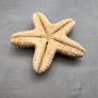 Jungle Starfish Tan Pentaceraster Mammillatus (2 seastars approx. 4+ inches) Golden Tan Jungle Starfish for crafting decor & collecting! Copyright 2025 SeaShellSupply.com.