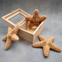 Jungle Starfish Tan Pentaceraster Mammillatus (2 seastars approx. 4+ inches) Golden Tan Jungle Starfish for crafting decor & collecting! Copyright 2025 SeaShellSupply.com.