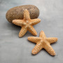 Jungle Starfish Tan Pentaceraster Mammillatus (2 seastars approx. 4+ inches) Golden Tan Jungle Starfish for crafting decor & collecting!