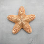 Jungle Starfish Tan Pentaceraster Mammillatus (2 seastars approx. 4+ inches) Golden Tan Jungle Starfish for crafting decor & collecting!