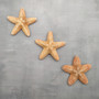 Jungle Starfish Tan Pentaceraster Mammillatus (2 seastars approx. 4+ inches) Golden Tan Jungle Starfish for crafting decor & collecting!
