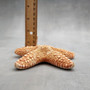 Jungle Starfish Tan Pentaceraster Mammillatus (2 seastars approx. 4+ inches) Golden Tan Jungle Starfish for crafting decor & collecting!