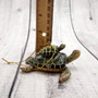 Green Mother Baby Sea Turtle Christmas Ornament Resin (1 turtle approx. 3.5+ inches) Green Resin Sea Turtle Pair Figure for holiday décor! Copyright 2025 SeaShellSupply.com.
