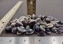 Purple Top Cowrie Seashells (appx. 47-50 pcs.) - Cypraea Annulus. Multiple purple and white ombre shells in pile. Copyright 2024 SeaShellSupply.com.