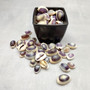Purple Top Cowrie Seashells (appx. 47-50 pcs.) - Cypraea Annulus. Multiple purple and white ombre shells in pile. Copyright 2024 SeaShellSupply.com.