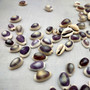 Purple Top Cowrie Seashells (appx. 47-50 pcs.) - Cypraea Annulus. Multiple purple and white ombre shells in pile. Copyright 2024 SeaShellSupply.com.