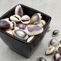 Purple Top Cowrie Seashells (appx. 47-50 pcs.) - Cypraea Annulus. Multiple purple and white ombre shells in pile. Copyright 2024 SeaShellSupply.com.