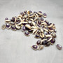 Purple Top Cowrie Seashells (appx. 47-50 pcs.) - Cypraea Annulus. Multiple purple and white ombre shells in pile. Copyright 2024 SeaShellSupply.com.