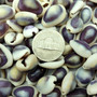 Purple Top Cowrie Seashells Bulk Cypraea Annulus (approx. half cup +/-45 shells 0.5+ inches) Purple Top Cowry shells for crafts & jewelry!