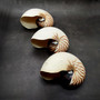 Natural Nautilus Seashell Nautilus Pompilius (1 shell approx. 7.5+ inches) Large Natural Nautilus Shell for coastal decor & collections! 
Copyright 2025 SeaShellSupply.com