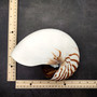Natural Nautilus Seashell Nautilus Pompilius (1 shell approx. 7.5+ inches) Large Natural Nautilus Shell for coastal decor & collections! 
Copyright 2025 SeaShellSupply.com
