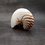 Natural Nautilus Seashell Nautilus Pompilius (1 shell approx. 7.5+ inches) Large Natural Nautilus Shell for coastal decor & collections! \nCopyright 2025 SeaShellSupply.com
